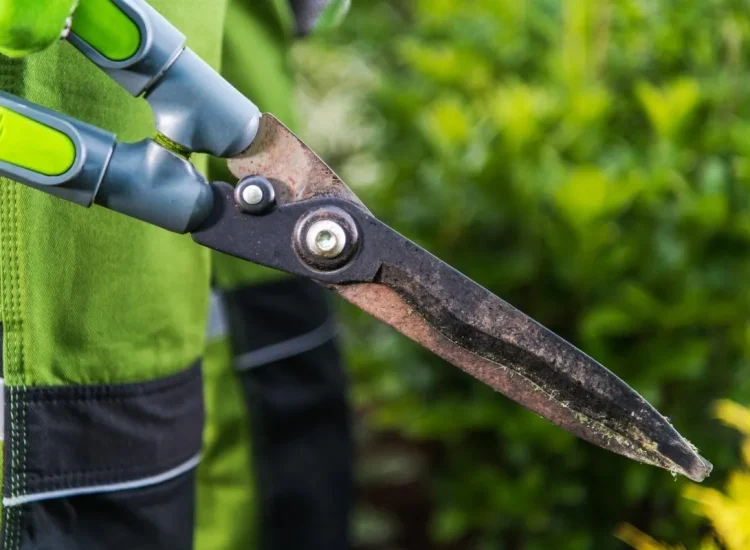 dites-adieu-a-la-rouille-lastuce-ultime-pour-des-outils-de-jardin-toujours-impeccables