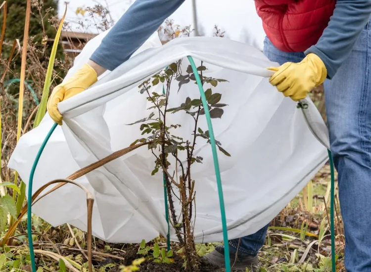 voile-dhivernage-fait-maison-protegez-vos-plantes-simplement