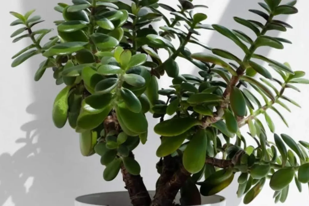 Arbre de Jade : signification et vertus