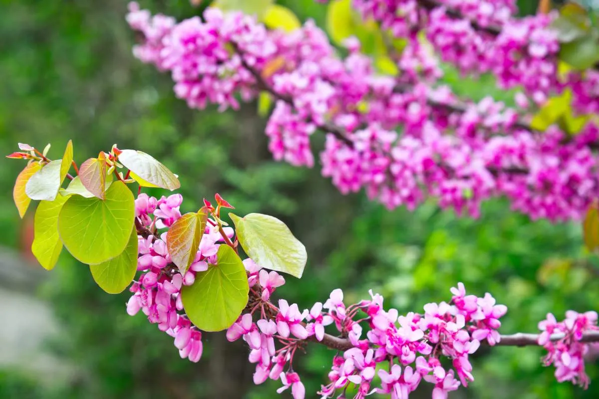 Arbre de Judée : ses inconvénients