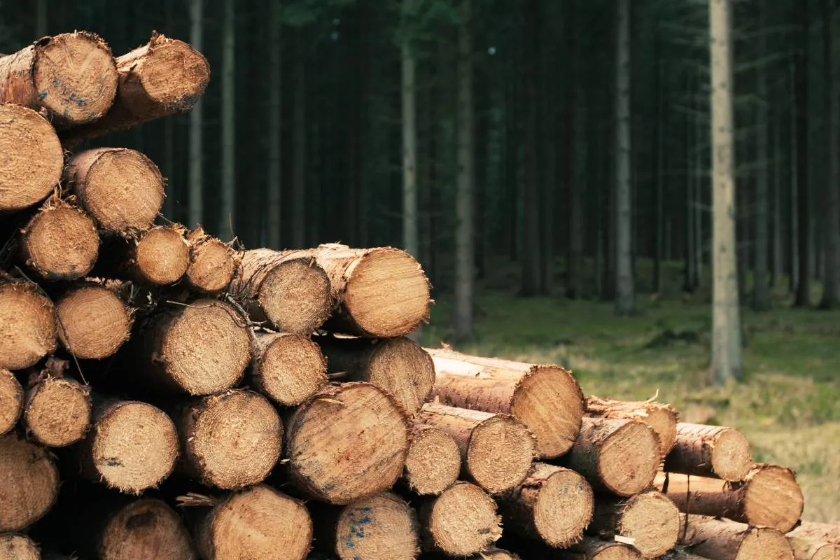 Bois de chauffage à 50 € le stère : bonne affaire ou piège ?
