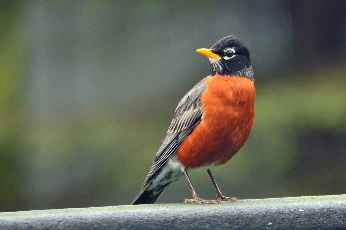 Comment apprivoiser un rouge-gorge dans votre jardin ?