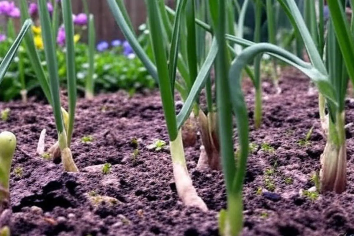 Peut-on planter des échalotes de consommation ?